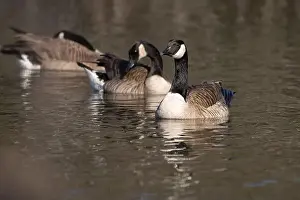 Geese Prints: Group of Canada geese floating along the pond water surface while looking left keeping an alert eye out for danger