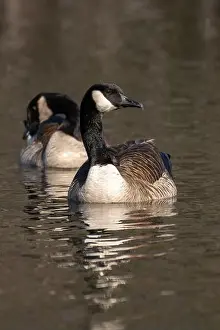 Geese Prints: Group of Canada geese floating along the pond water surface while looking right keeping an alert eye out for danger