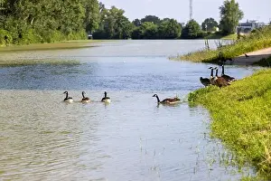 Bird Habitat Prints: A group of Canada geese near the edge of a river