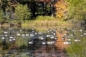 Lush Foliage Prints: Group of Canada geese relaxing on a pound