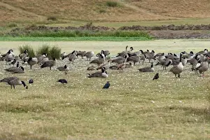 Excrement Prints: A group of Canada geese and various other small birds in the English countryside