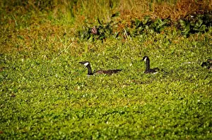Large Bird Prints: Group of Canada Goose