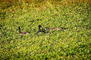 Large Bird Prints: Group of Canada Goose swimming