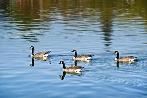 On Water Prints: A group of four Canada goose on the Wascana lake in Regina, Saskatchewan, Canada