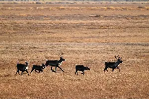 Caribou Prints: A group of five caribous run in the arctic tundra near Deadhorse in Alaska