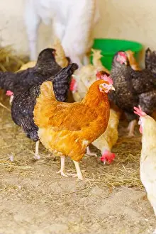 Farmyard Prints: Group of chickens standing in a row, each clucking and pecking at the ground