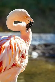 Flamingo Prints: A group of Chilean Flamingoes in Tucson, Arizona