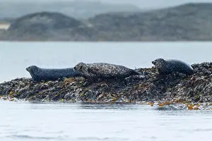 Animal Behaviour Prints: A group of Common seal (Phoca vitulina) hauled-out to rest on seaweed covered rocks in the rain