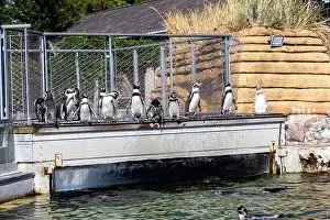 Marine Bird Prints: A group of cute penguins standing in a line. High quality photo