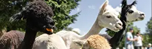 Lama Prints: Group of different color alpacas on the farm eating carrots