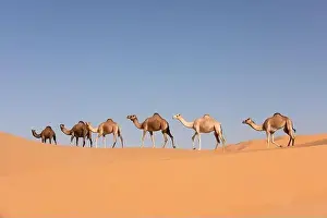 Dromedary Prints: A group of dromedary camels crossing a dune in the Empty Quarters desert