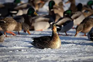 Huddle Prints: A group of ducks perched together on a snowy landscapev