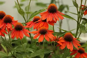 Native Garden Prints: A group of Echinacea Sombrero Adobe Orange flowers blooming in the summer