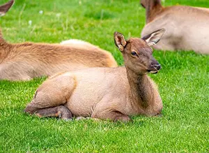 Antlers Prints: A group of elk that were tolerant of people bedding down in Arch Park in Gardiner