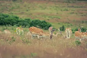 Antlers Prints: A group of fallow deer roam freely across the open grasslands of Bradgate Park in Leicestershire