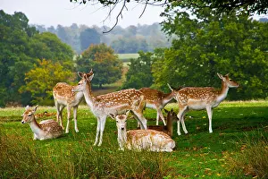 Ruminant Prints: A group of female Fallow Deer, relaxing by some trees