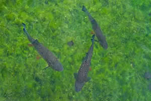Plitvice Lakes National Park Prints: Group of fish swim in the greenish clear water, a group of fish under water