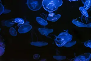 Saucer Prints: Group of fluorescent atlantic moon jellyfish swimming underwater aquarium pool with neon light