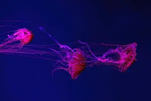 Tentacle Prints: Group of fluorescent jellyfish swimming underwater aquarium pool with red light