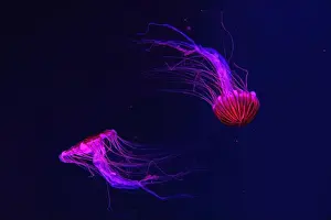 Tentacle Prints: Group of fluorescent jellyfish swimming underwater aquarium pool with red light