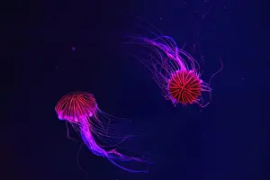 Tentacle Prints: Group of fluorescent jellyfish swimming underwater aquarium pool with red light