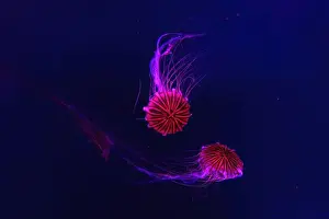 Tentacle Prints: Group of fluorescent jellyfish swimming underwater aquarium pool with red light
