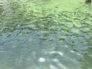 Trout Prints: A group of freshwater trout fish circling in the pond