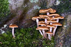 Fungi Prints: A group of fungi with a solitary fungus standing apart