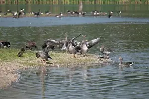 Natural Setting Prints: A group of geese and ducks gathered by the water's edge