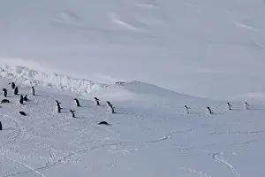 History House Prints: Group of gentoo penguins walking in the row. Track on the snow