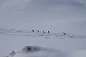 History House Prints: Group of gentoo penguins walking in the row. Track on the snow