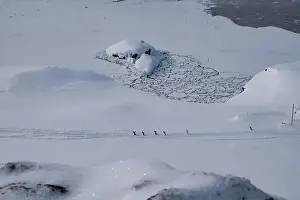 History House Prints: Group of gentoo penguins walking in the row. Track on the snow