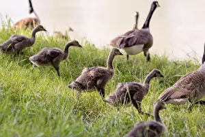 Baby Geese Prints: A group of goslings walks and grazes on a grassy riverbank