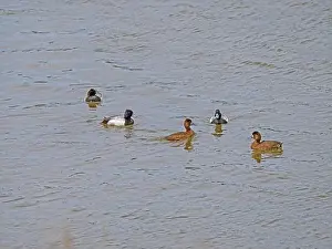 Ecotravel Prints: A Group of Greater Scaup in the Yellowstone River in Spring in the Hayden Valley in Yellowstone National Park