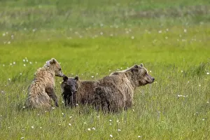 Ursus Arctos Prints: A group of three grizzly bears (Ursus arctos horribilis) lying in the grass of a wide field