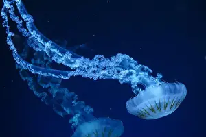 Nettle Prints: Group of Jellifish South american sea nettle