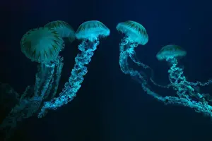 Nettle Prints: Group of Jellifish South american sea nettle