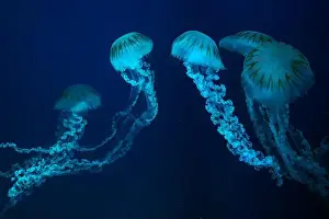 Tentacle Prints: Group of Jellifish South american sea nettle