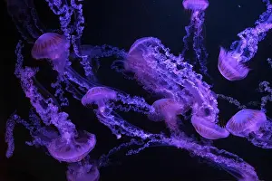 Medusa Prints: Group of jellifish South american sea nettle