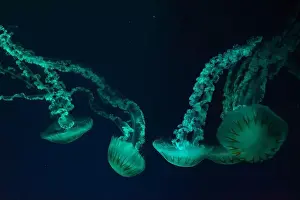 Medusa Prints: Group of jellifish South american sea nettle