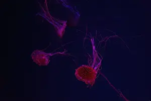 Chrysaora Pacifica Prints: Group of jellyfish swimming underwater aquarium pool with red neon light