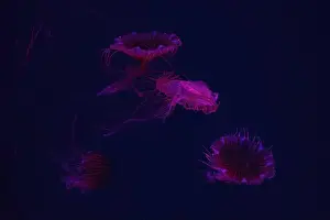 Chrysaora Pacifica Prints: Group of jellyfish swimming underwater aquarium pool with red neon light