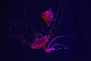 Chrysaora Pacifica Prints: Group of jellyfish swimming underwater aquarium pool with red neon light