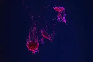 Chrysaora Pacifica Prints: Group of jellyfish swimming underwater aquarium pool with red neon light