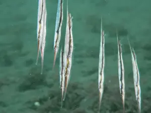 Sea Animal Prints: A group of jointed razorfish, razorfish (Aeoliscus strigatus) floating vertically in the turquoise water