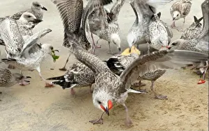 Group Of Animals Prints: A group of juvenile European herring gulls (Larus argentatus) are clustered on a sandy surface