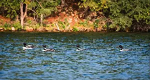 Immature Prints: Group of four juvenile loon birds floating on lake in Canada together
