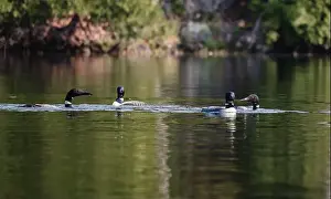 Divers Prints: Group of four loons swimming together on lake in Canada on summer day