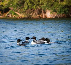 Immature Prints: Group of five loons swimming together on lake in Canada on summer day