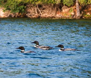 Immature Prints: Group of three loons swimming on lake in Canada on summer day
